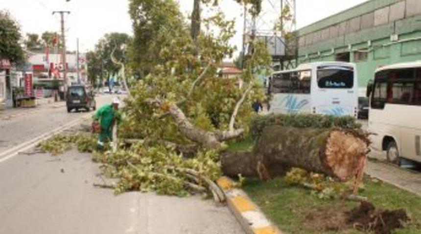 Kuvvetli r&uuml;zgar ağa&ccedil;ları k&ouml;k&uuml;nden s&ouml;kt&uuml;