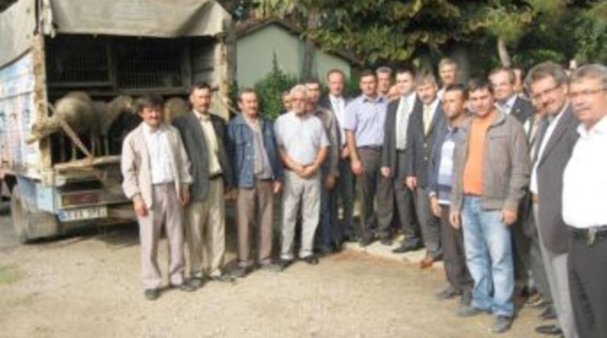 Saruhanlı'da dokuz aileye koyun ve ko&ccedil; verildi