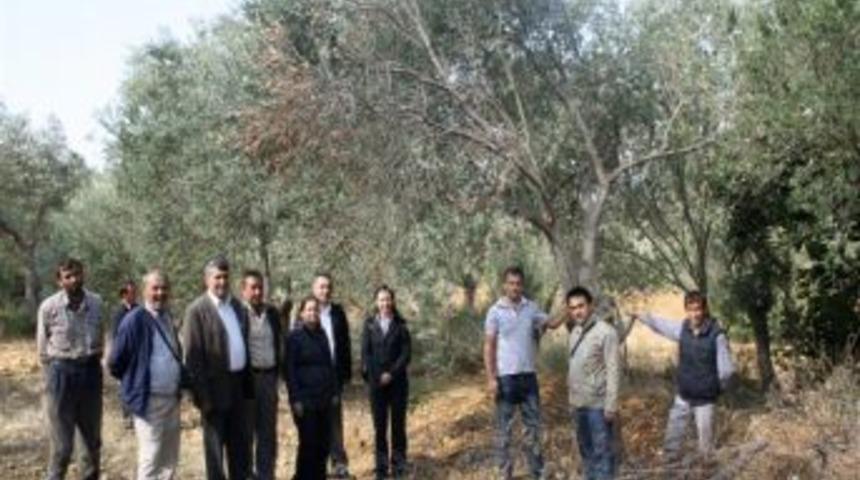 Bergama'da zeytin ağa&ccedil;larını kurutan hastalık tespit edildi
