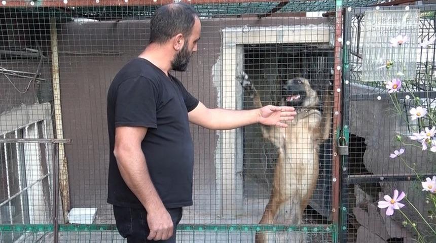 K&uuml;mesinde 800 bin liralık servet var! Başlarında 24 saat kurt n&ouml;bet tutuyor