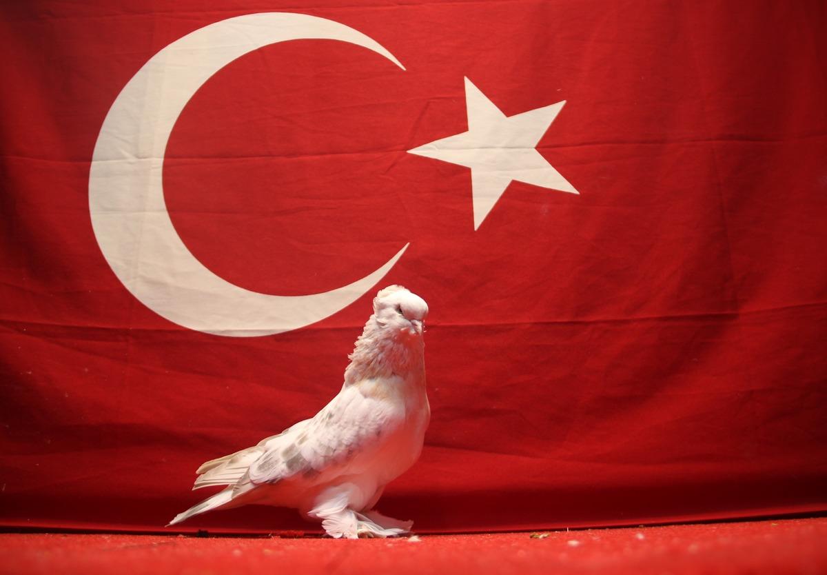Kümesinde 800 bin liralık servet var! Başlarında 24 saat kurt nöbet tutuyor 1