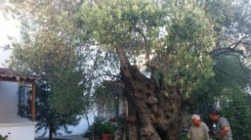 Bu ağa&ccedil; 7,5 asır &ouml;ncesini g&ouml;rd&uuml;