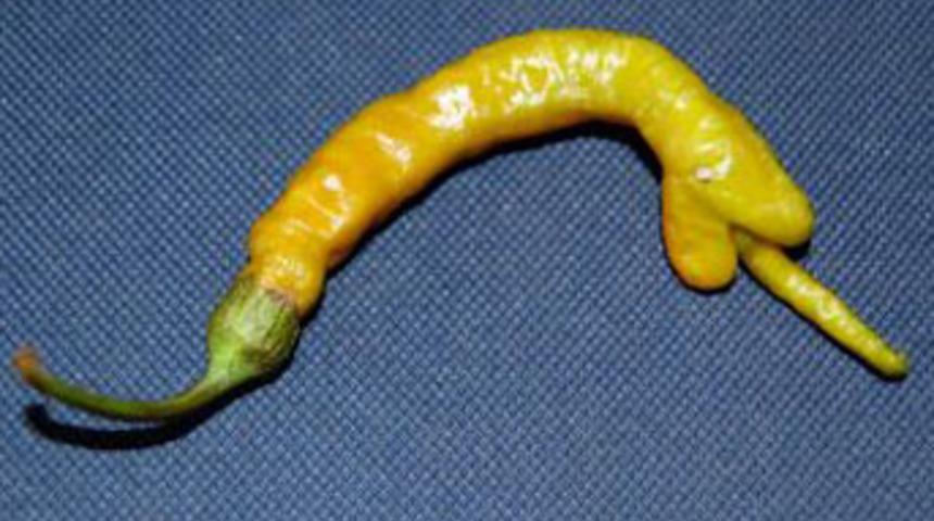 Yılan biber g&ouml;renleri hayrete d&uuml;ş&uuml;r&uuml;yor