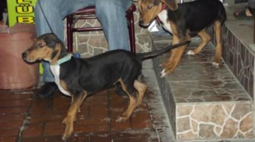 Edremit&rsquo;te av k&ouml;pekleri aşılandı