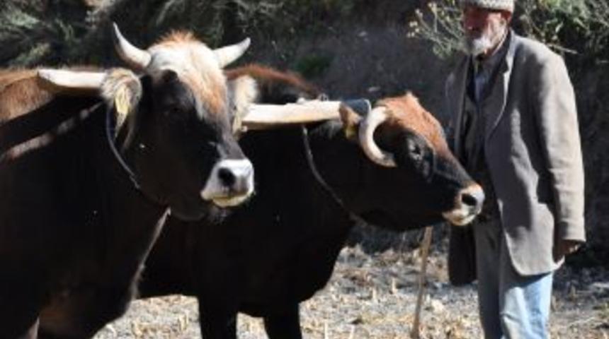 Emekli kepçe operatörü, gelişen teknolojiye kara sabanla direniyor