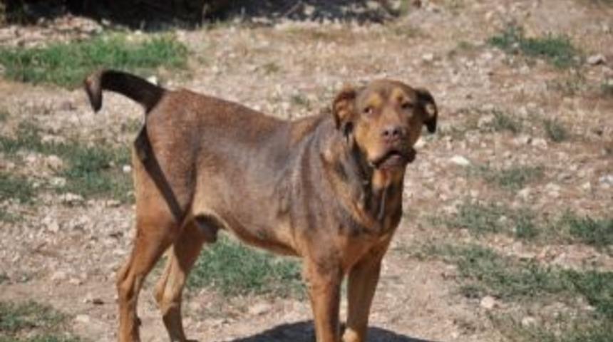 Bir s&uuml;r&uuml;c&uuml;n&uuml;n &ccedil;arpıp ka&ccedil;tığı &lsquo;Balım&rsquo; sağlına kavuştu