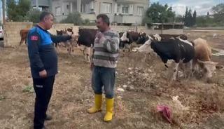 İslahiye&rsquo;de kaybolan 17 b&uuml;y&uuml;kbaş, kulak k&uuml;pelerinden sahibi tespit edilerek teslim edildi