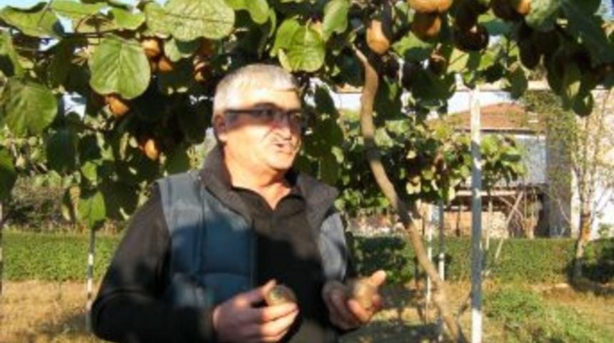 Bir zamanlar taneyle satın aldığı kiviyi şimdi bah&ccedil;esinde yetiştiriyor