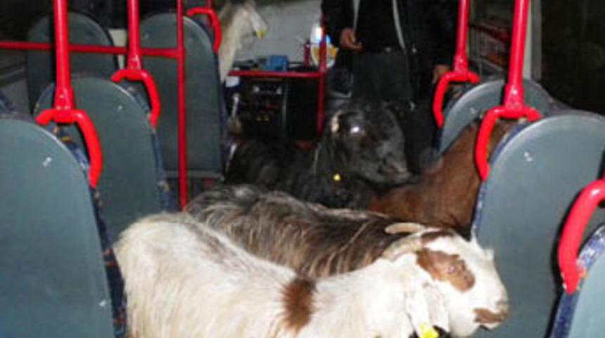 Ke&ccedil;iler halk otob&uuml;s&uuml;yle taşındı