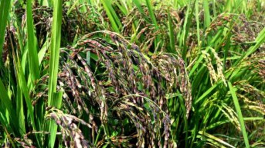 &Ccedil;in&rsquo;in siyah pirincinde ilk hasat yapıldı, &uuml;retici memnun