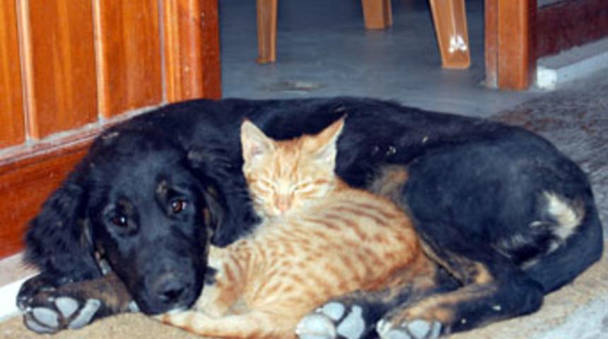 Kedi ve k&ouml;peğin kıskandıran dostluğu