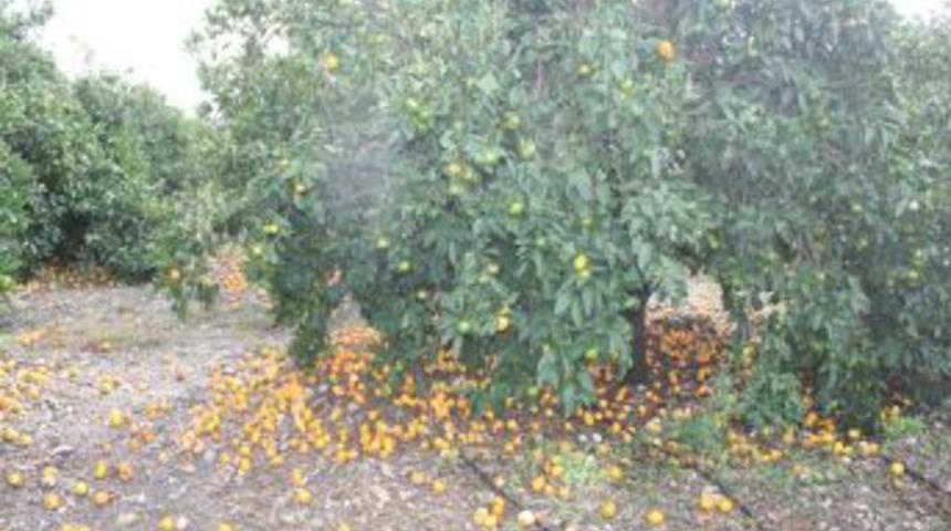 Dolu narenciye &uuml;reticisini perişan etti