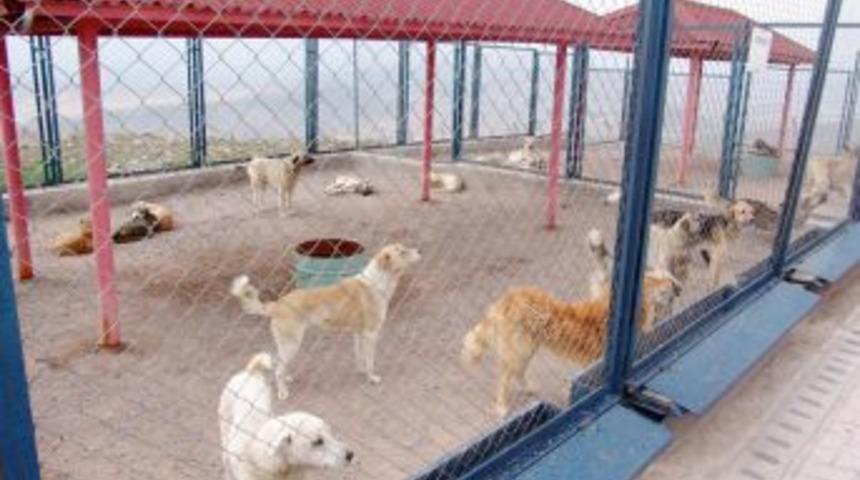 Belediye, sokak hayvanlarına sahip &ccedil;ıktı