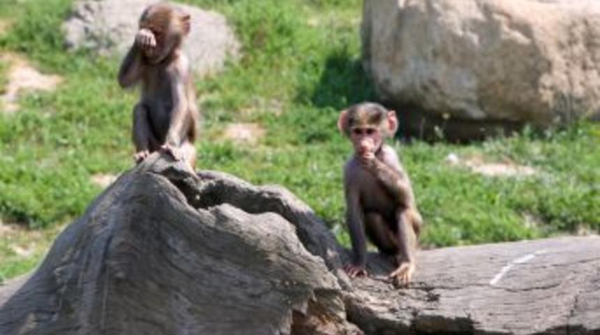 Bursa Hayvanat Bah&ccedil;esi, resmen Avrupalı oldu