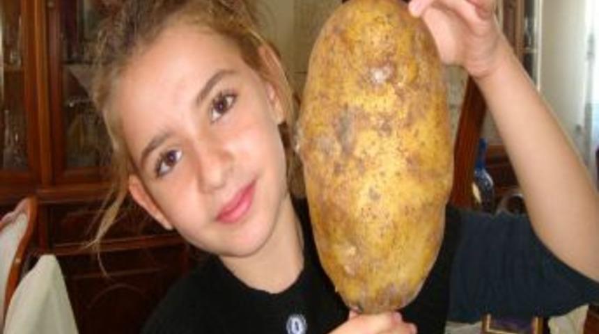 Kafa kadar b&uuml;y&uuml;k 1,3 kilogramlık patates şaşırtıyor