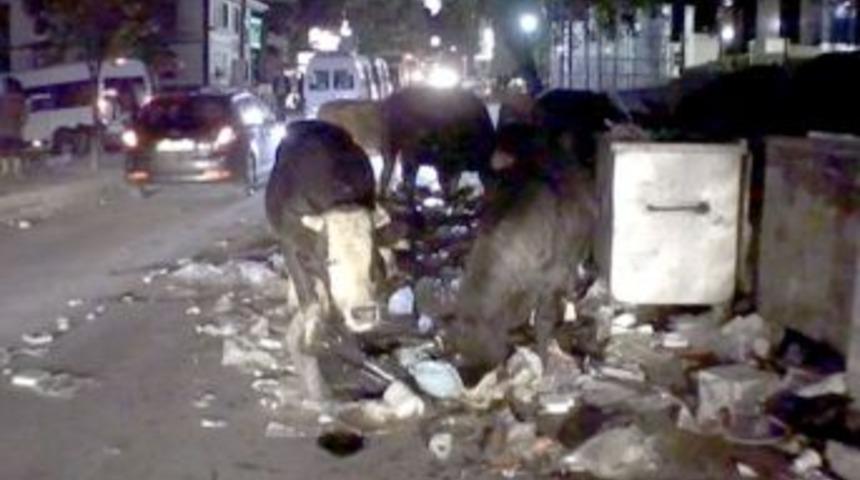 &Ccedil;&ouml;pten beslenen kurbanlıklar, g&ouml;renleri hayrete d&uuml;ş&uuml;r&uuml;yor