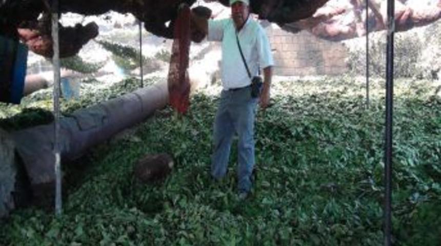 Defne yaprağı T&uuml;rkiye&rsquo;ye her 10 dakikada 60 Dolar kazandırıyor