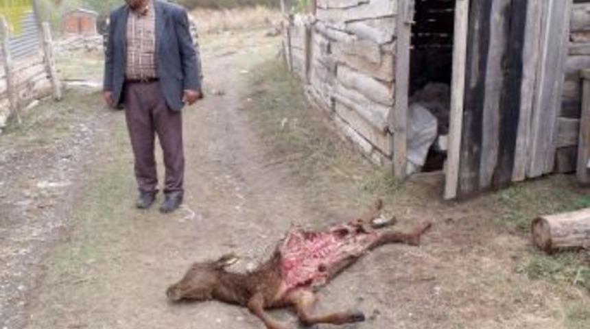 Ayılar, Erzurum'da 2 hayvanı telef etti