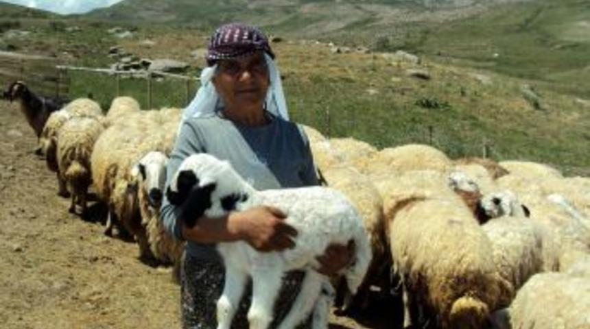 Akın: Spek&uuml;lat&ouml;rler kurban fiyatlarını y&uuml;kseltmeye &ccedil;alışıyor