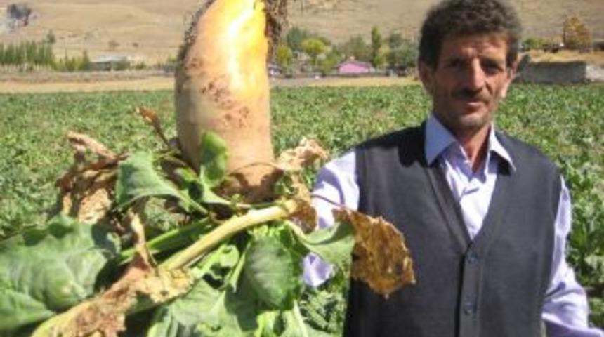 Hayvan pancarı &uuml;retiminde hasat başladı