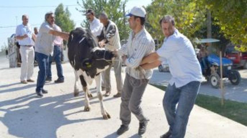 Saruhanlı'da &ccedil;i&ccedil;t&ccedil;ilere inek dağıtıldı