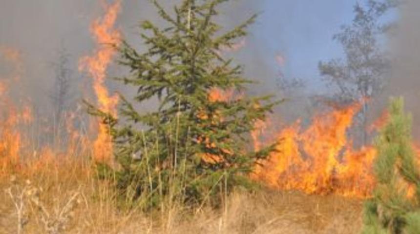 Yangın 5 dönümlük fidanlık alana zarar verdi