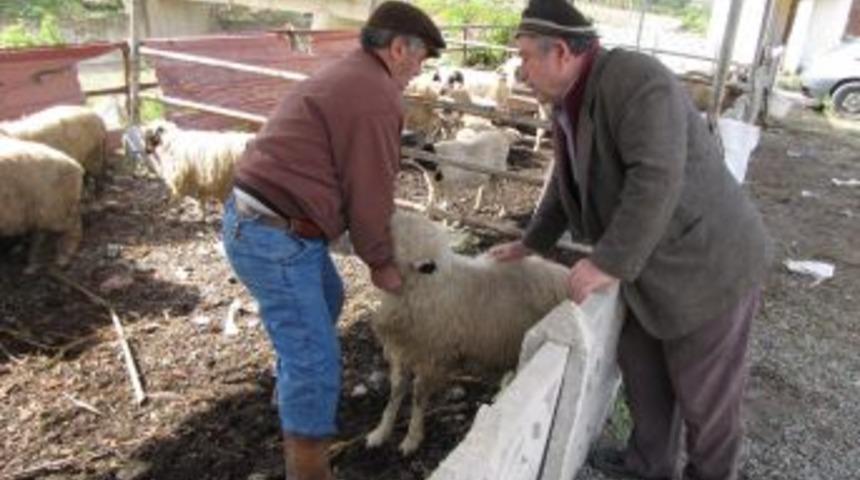 Kurbanlıklar satış yerinde uygun fiyatta, maliyeti taşıma artırıyor