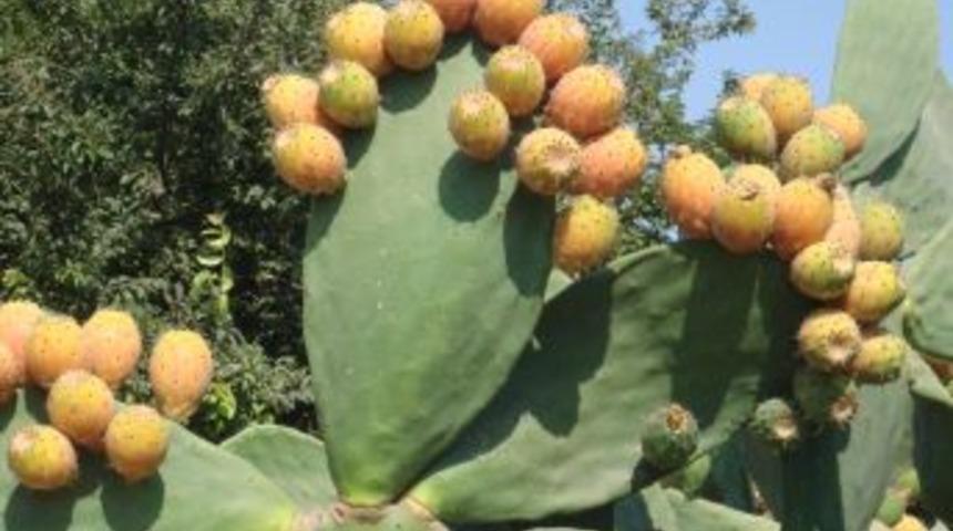 Frenk yemişi ekonomiye kazandırıldı, sırada ihracat var