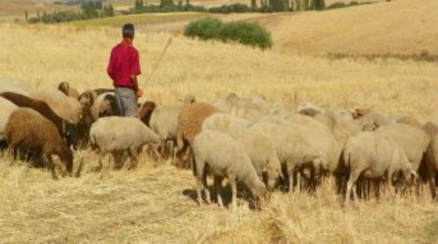 Hayvanlar aşıyla koruma altına alınıyor