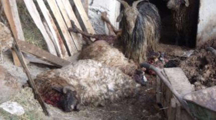 Olur&rsquo;da ayılar 10 koyunu telef etti