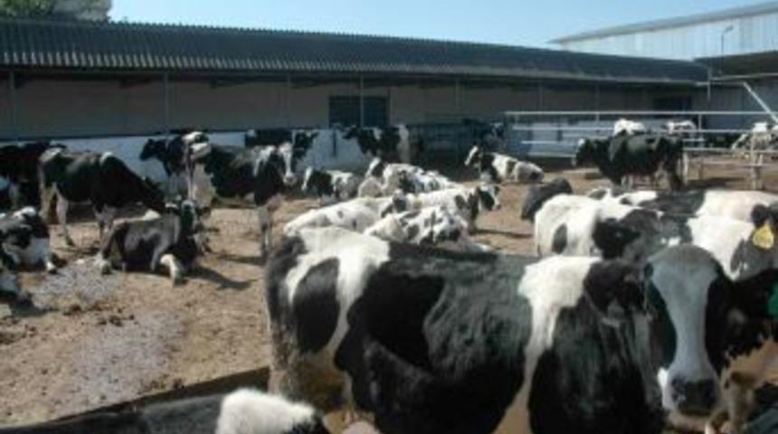 ABD'den s&uuml;t ineği ithal edildi