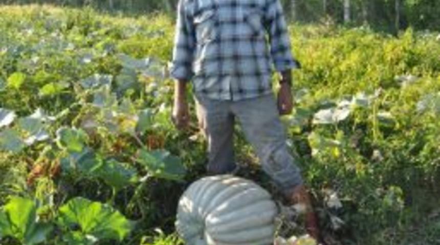 Burhaniyeli &ccedil;ift&ccedil;i 50 kiloluk kabak yetiştirdi