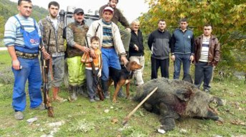 Bah&ccedil;elerine zarar veren yaban domuzları i&ccedil;in s&uuml;rek avı başlattılar