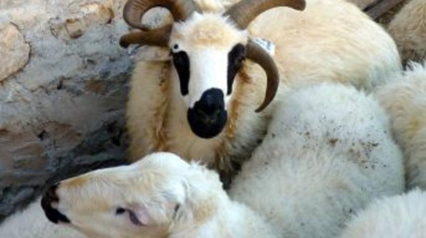 Erzincan'da 4 boynuzlu kurbanlık ko&ccedil;, g&ouml;renleri şaşırtıyor