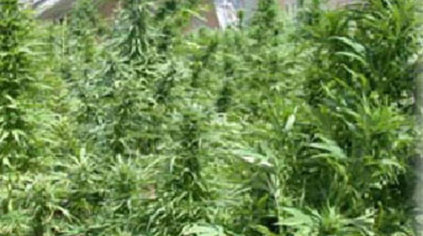 Cezaevi avlusuna kenevir ektiler