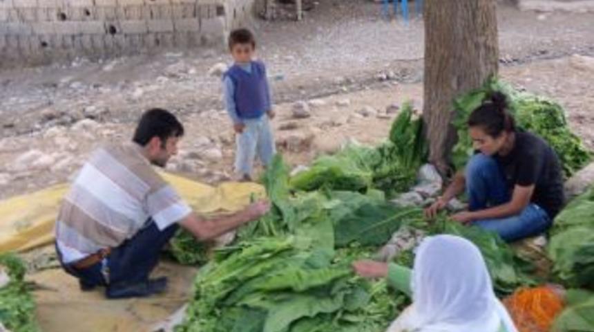 T&uuml;t&uuml;n &uuml;reticileri alternatif &uuml;r&uuml;n i&ccedil;in destek bekliyor