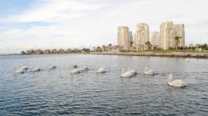 Karşıyaka Belediyesi pelikanlar i&ccedil;in denize dinlenme platformları yerleştirdi