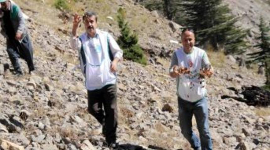 Karpelli sedir tohumları toprakla buluştu