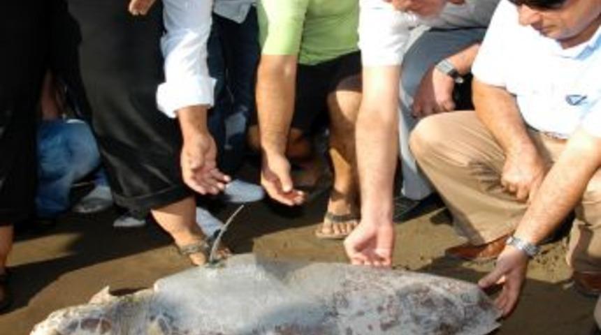 Muğla&rsquo;da 5 caretta carettaya uydu cihazı takıldı