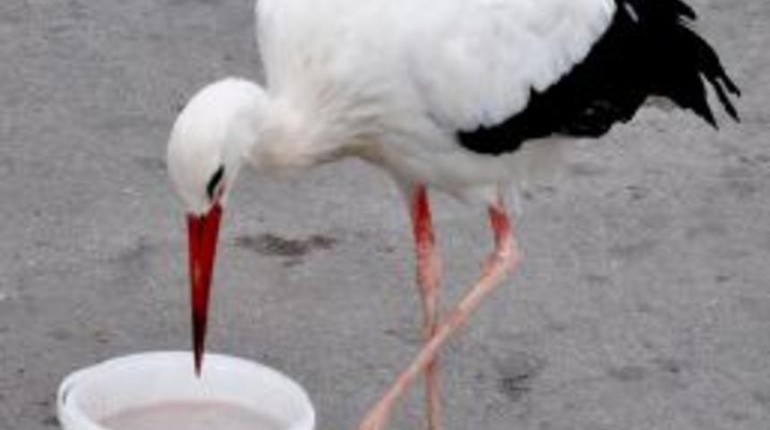 Esnafa alışan leylek geri d&ouml;nmedi