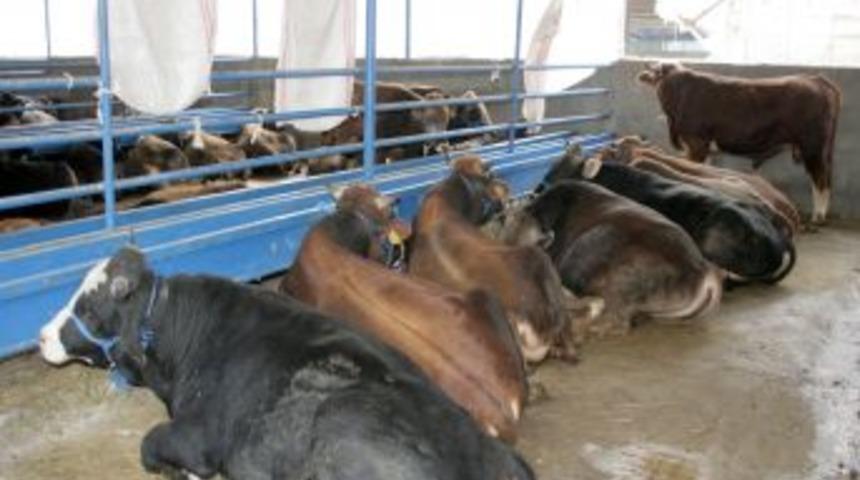 Fiyatlar, ge&ccedil;en yıl ile aynı olunca kurban pazarlarına ilgi arttı