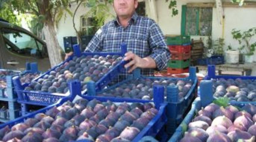 Y&ouml;r&uuml;kali&rsquo;de siyah incir zeytine alternatif oldu