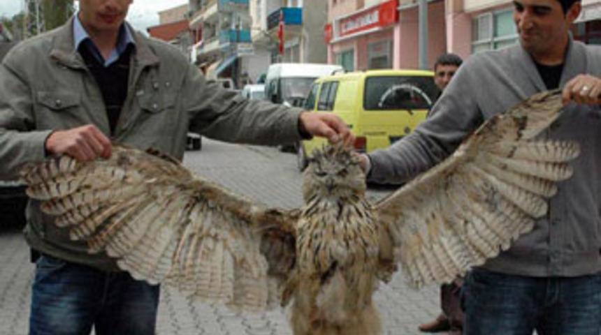 Dev baykuş karanlığa g&ouml;md&uuml;