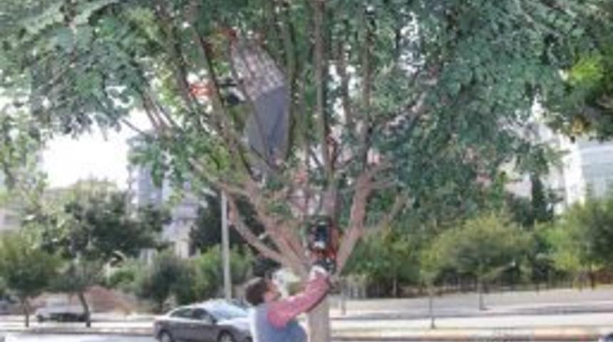 Ağa&ccedil;ları budanan bulvarların g&ouml;r&uuml;n&uuml;m&uuml; değişiyor