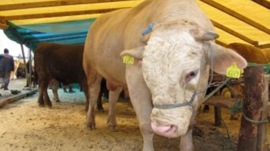 Rize&rsquo;de 4 bin hayvan kapasiteli kurban pazarı hazır