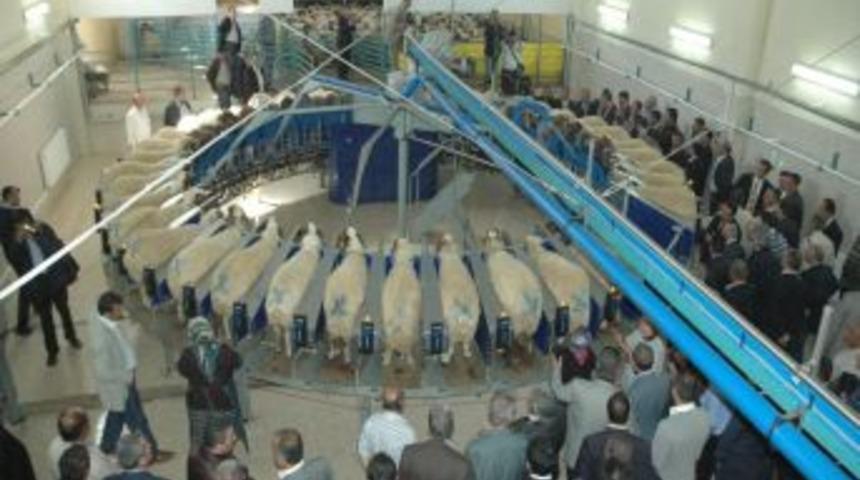 Bozkırın ortasında Avrupa standartlarında hayvan ve tohumculuk &ccedil;iftliği