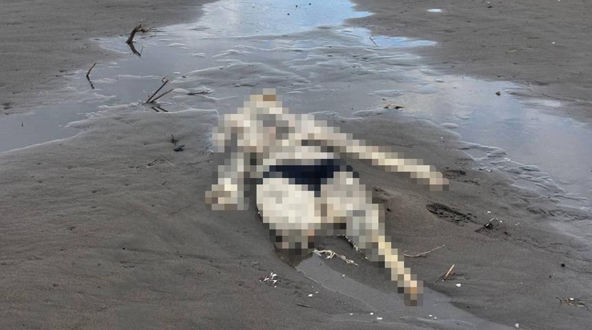 Samsun&rsquo;da korkutan g&ouml;r&uuml;nt&uuml;! Sahilde insan iskeleti bulundu