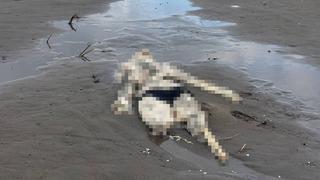 Samsun’da korkutan görüntü! Sahilde insan iskeleti bulundu