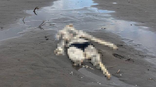 Samsun’da korkutan görüntü! Sahilde insan iskeleti bulundu