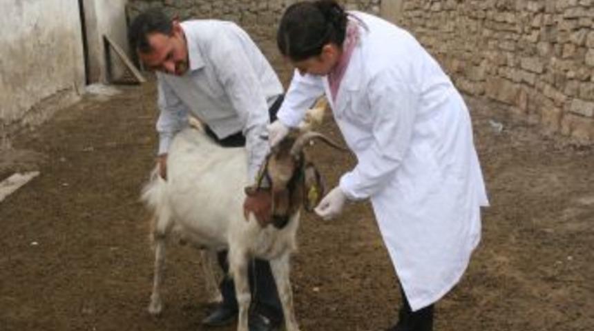 Kurbanlıklar sağlık kontrol&uuml;nden ge&ccedil;ti